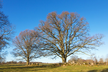 Trees on the meadow in spring