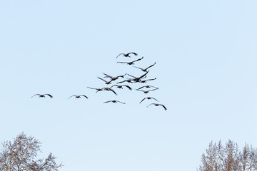 Flock of cranes on the sky in spring