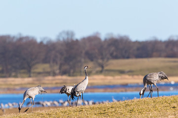 Obraz na płótnie Canvas Fields with cranes at a lake Hornborgasjon in spring