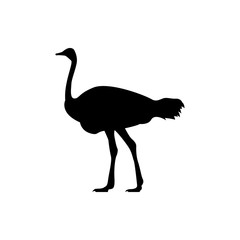 ostrich vector silhouette