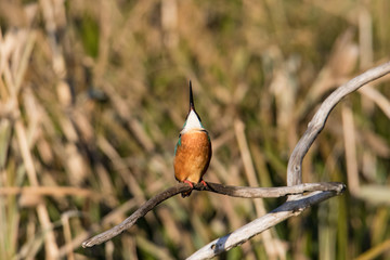 空を見上げるカワセミ