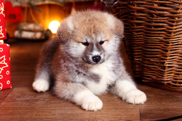 Japanese Akita-inu