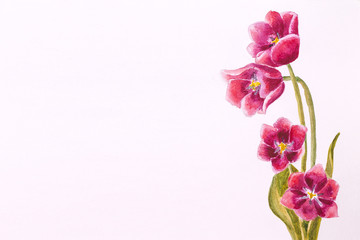 Pink flowers Tulips painted watercolor spring love