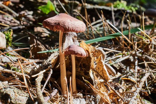 fungus mushroom growing in the grass in the meadow.