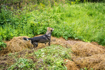 Beautiful dog stands on a pile of hay and looking into the distance