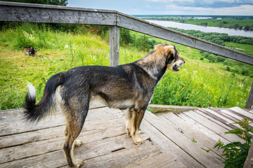 Beautiful dog stands on a wooden ladder and looks into the distance