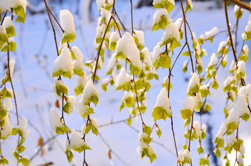 Young birch leaves covered with snow