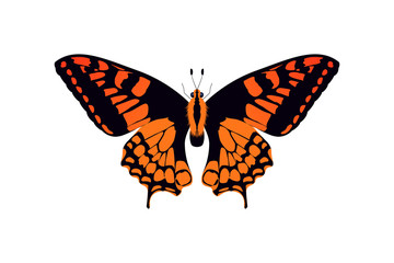 Fototapeta premium butterfly orange and black