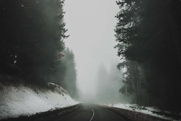 winter fog in forest with road