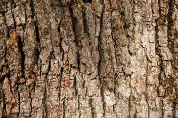 bark of southern silky oak
