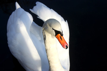 Ein weißer Schwan auf einem See