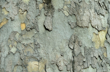 Sycamore bark texture