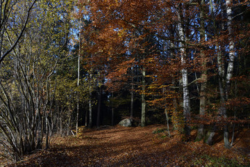 Fototapeta premium Herbstlandschaft goldener Oktober