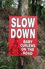 Warning sign requesting care should be taken due to baby Curlews on the road
