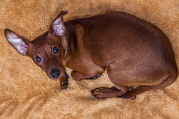Aerial view of red miniature pinscher