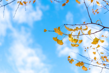 Yellow gingo leaf With the blue sky on a bright blue day in autumn