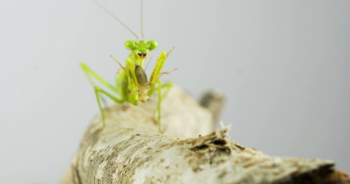 A slow motion shot of a Praying Mantis capturing a cricket to eat. This shot is 5 times slower than real time.