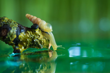 The snail drinks water