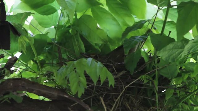Fantail on nest