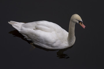 Beatutiful swan in winter day
