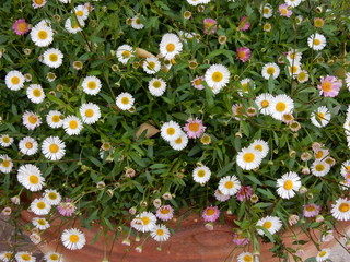 margheritine