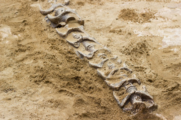 Dinosaur fossil simulator excavation in sand for education and learning in the public park