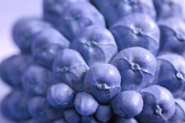 Close-up of dry pine cone's bottom in purple blue color with selective focus and blurred background 