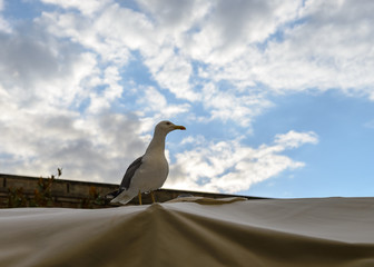 seagull against the sky