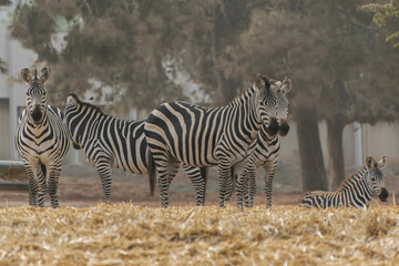 Fototapeta na wymiar Zebra in the Safari
