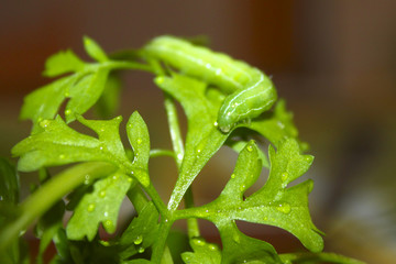 Fototapeta na wymiar Green caterpillar butterfly eats fresh leaves of lettuce, blurry and soft background