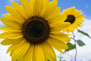 sunflowers in a park