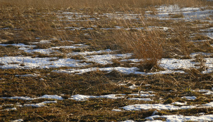 枯草　冬　雪　素材