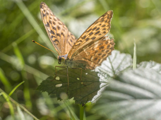 Schmetterling mit geöffneten Flügeln auf einem grünen Blatt.
