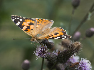 Ein bunter Schmetterling sitzt mit ausgebreiteten Flügeln auf einer Blüte.
