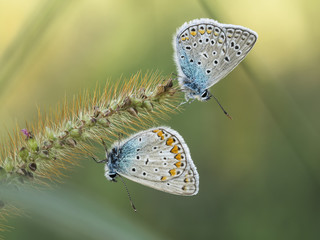 Zwei Schmetterlinge sitzen an einem Grashalm.