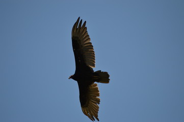 Vulture flying overhead