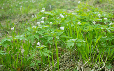Beautiful first flowers in forest at sunny day. Snowdrops growing on a forest.