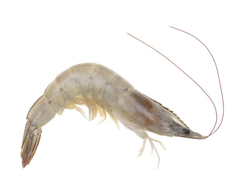 Fresh shrimp from sea isolated on white background with clipping path