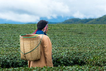 Asia farmer man were picking tea leaves for traditions at a tea plantation in the garden nature. Lifestyle Concept