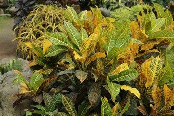 Obraz premium Colorful Croton plant in the garden