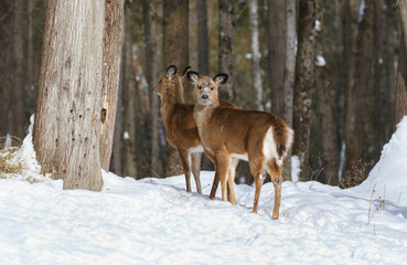 deux faons en hiver