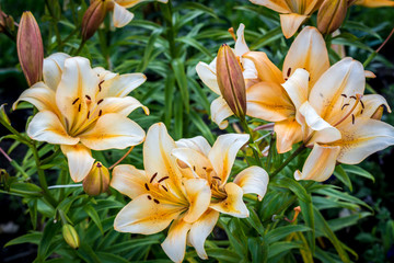 Colors of summer - a beautiful Sunny flowers