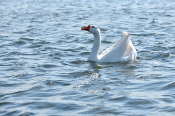 Duck swimming on the lake