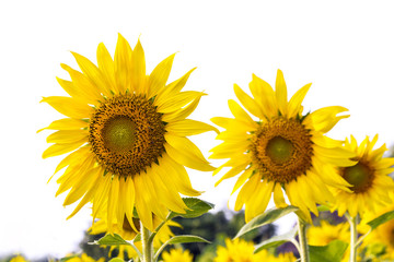 Field of sunflowers with the bright sunlight.