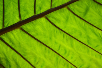 Fototapeta na wymiar Green leaf veins structure