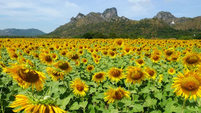 A sunflower field at Jeenlae Mountain in Lop Buri Thailand
