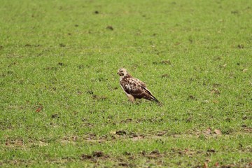 Bussard auf der Wiese