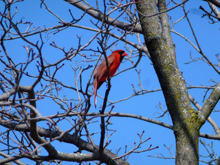 Cardinal bird on the tree