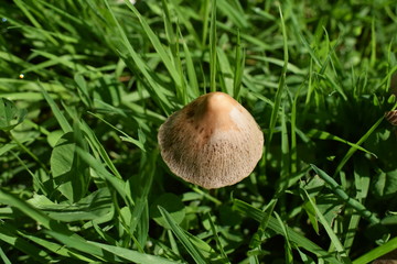 einzelner Pilz im Gras