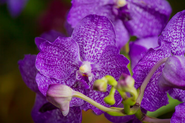 closed up beautiful violet Vanda orchids in a garden, winter, Asia,Thailand